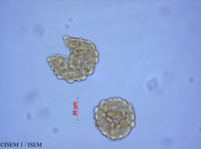 ISEM 1/Botrychium_virginianum_82198/Botrychium_virginianum_82198_0001(copy)_thumb.jpg